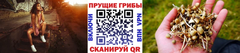Псилоцибиновые грибы Cubensis  мориарти клад  Красный Кут  OMG сайт 